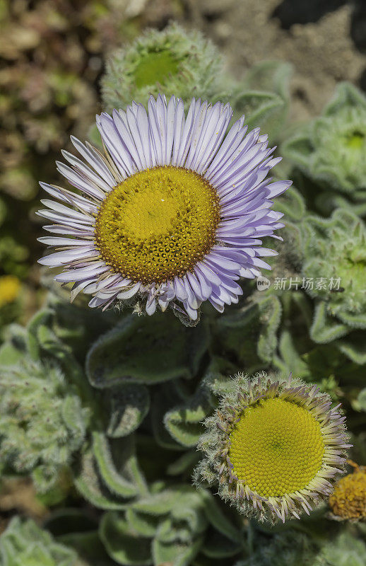 海滨雏菊，Erigeron glaucus, Bodega Head州立公园，索诺玛县，加利福尼亚州。是雏菊科的一种开花植物，俗称海滨雏菊。这种野花原产于俄勒冈州和C州的海岸线